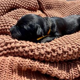 Mr. Lemonade - Phantom male Bernedoodle puppy in Hegins, Pennsylvania from Bubbling Springs Doodles, LLC