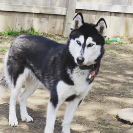 Chitara - Siberian Husky