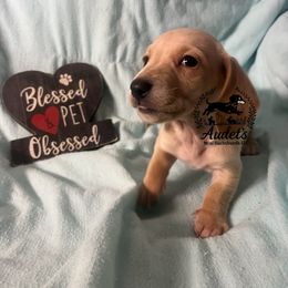 Biscuit - SH cream - Cream male Dachshund puppy in East Dover, Vermont from Audet’s Mini Dachshunds