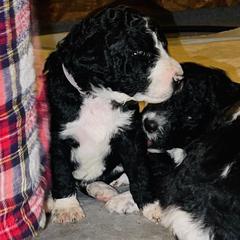 Double Doodles from Cobb House Doodles