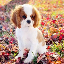 Cavalier King Charles Spaniel and Poodle Puppies from Red Skye Cavaliers