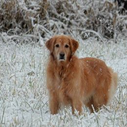 Golden Retrievers from Elk Haven Farm