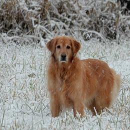 Golden Retrievers from Elk Haven Farm