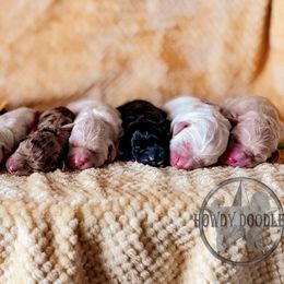 Bordoodle and Labradoodle Puppies from Howdy Doodles