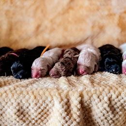 Bordoodle and Labradoodle Puppies from Howdy Doodles