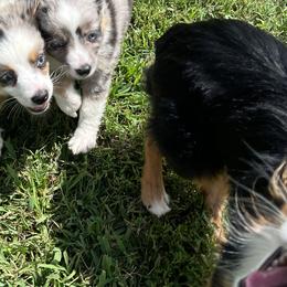 Toy Australian Shepherds from Fly Farms