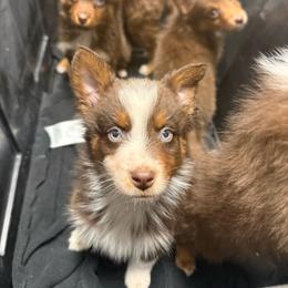 Thorn - Red tri-color male Australian Shepherd puppy in Tucson, Arizona from Soqui Ortiz Cattle Ranch