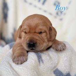 Labrador Retriever Puppies from Berkstone Labradors