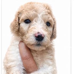 Toast - Cream male Poodle puppy in Greenwich, New York from MizzElle’s Standard Poodles