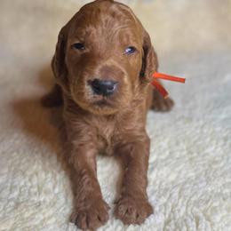Chestnut - Red  male Goldendoodle puppy in Summerville, South Carolina from Pawmazing Doodles