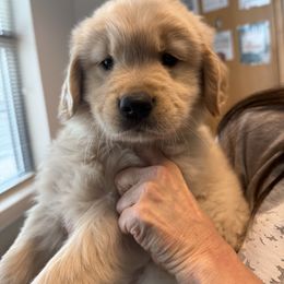 Golden Retriever Puppies from Amore Doro’ N Marshell Golden’s