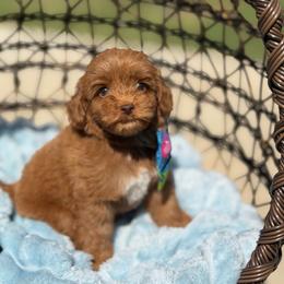 Quarter - Red male Australian Labradoodle puppy in Calhoun, Louisiana from Arrowhead Australian Labradoodles
