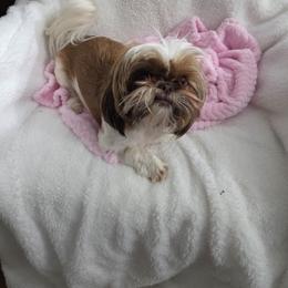 Charlie up for adoption - Shih Tzu