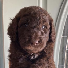 Goldendoodle and Poodle Puppies from Crane Train Poodles & Doodles