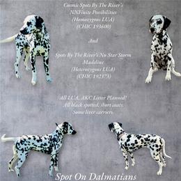 Dalmatian puppies from Spot On Dalmatians