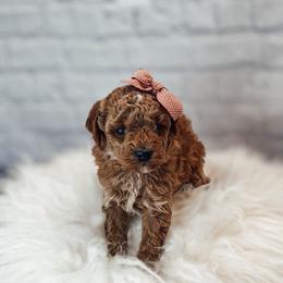 Ariel - Apricot female Poodle puppy in Portage, Utah from Pugsley Poodles