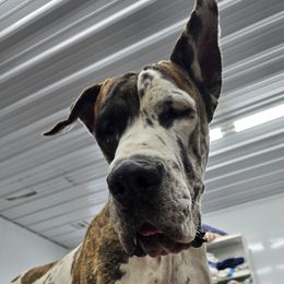 Great Danes from F5
