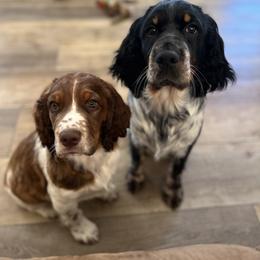 English Springer Spaniel Puppies from Heart of Dixie Springers