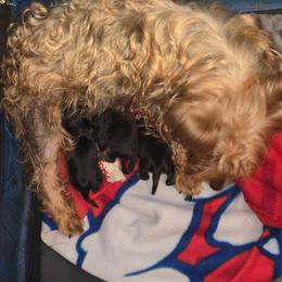 Girl 3 - Silver and tan female Silky Terrier puppy in City Of Orange, New Jersey from Fur-Ever Friends