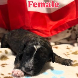 Bernedoodle Puppies from Goldhaly Peach Doodles