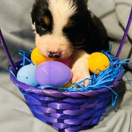 Anubis - Black tri-color male Australian Shepherd puppy in Muncie, Indiana from Gemfire Australian Shepherds