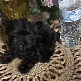 Male 4 - Black and tan male Yorkshire Terrier puppy in Lafayette, Georgia from Berggipfel Yorkies