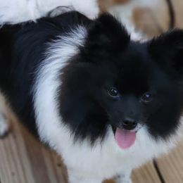 Pomeranians from Bri's Pomeranians