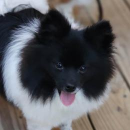 Pomeranians from Bri's Pomeranians
