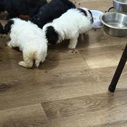 Maltipoo Puppies from Kirksey Texas Elite Maltidoodles