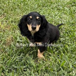 Winston - Black and cream male Dachshund puppy in Lakeland, Florida from Ruthie’s Rich Mini Dachshunds
