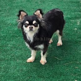 Lolli - Chihuahua