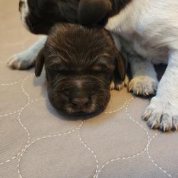 Boy 1 - Brown and gray male Wirehaired Pointing Griffon puppy in Emmett, Idaho from Idaho Wirehaired Pointing Griffons