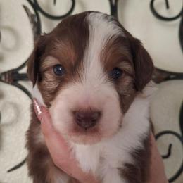 Henry - Red tri male Miniature Australian Shepherd puppy in Copperas Cove, Texas from Aussies Acre