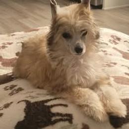 Chinese Crested and Poodle Puppies from Amari Miniature Poodles and Chinese Cresteds