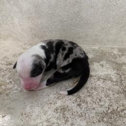 Kobe - Blue merle male Miniature American Shepherd puppy in Baker, Florida from East to Western Aussies