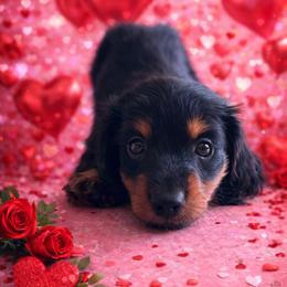 Midnight (Loki) - Black and tan male Dachshund puppy in Live Oak, Florida from Johnson’s Weiner Farm