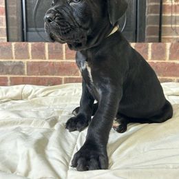 Cane Corso Puppies from Trained To Go Corso Kennels (T.T.G. Corso Kennels)