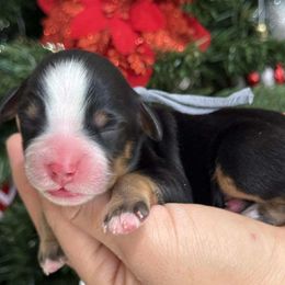Jingle bells - Gray collar male - Tri-color male Bernedoodle puppy in Yuciapa, California from AlltheDoodlez_