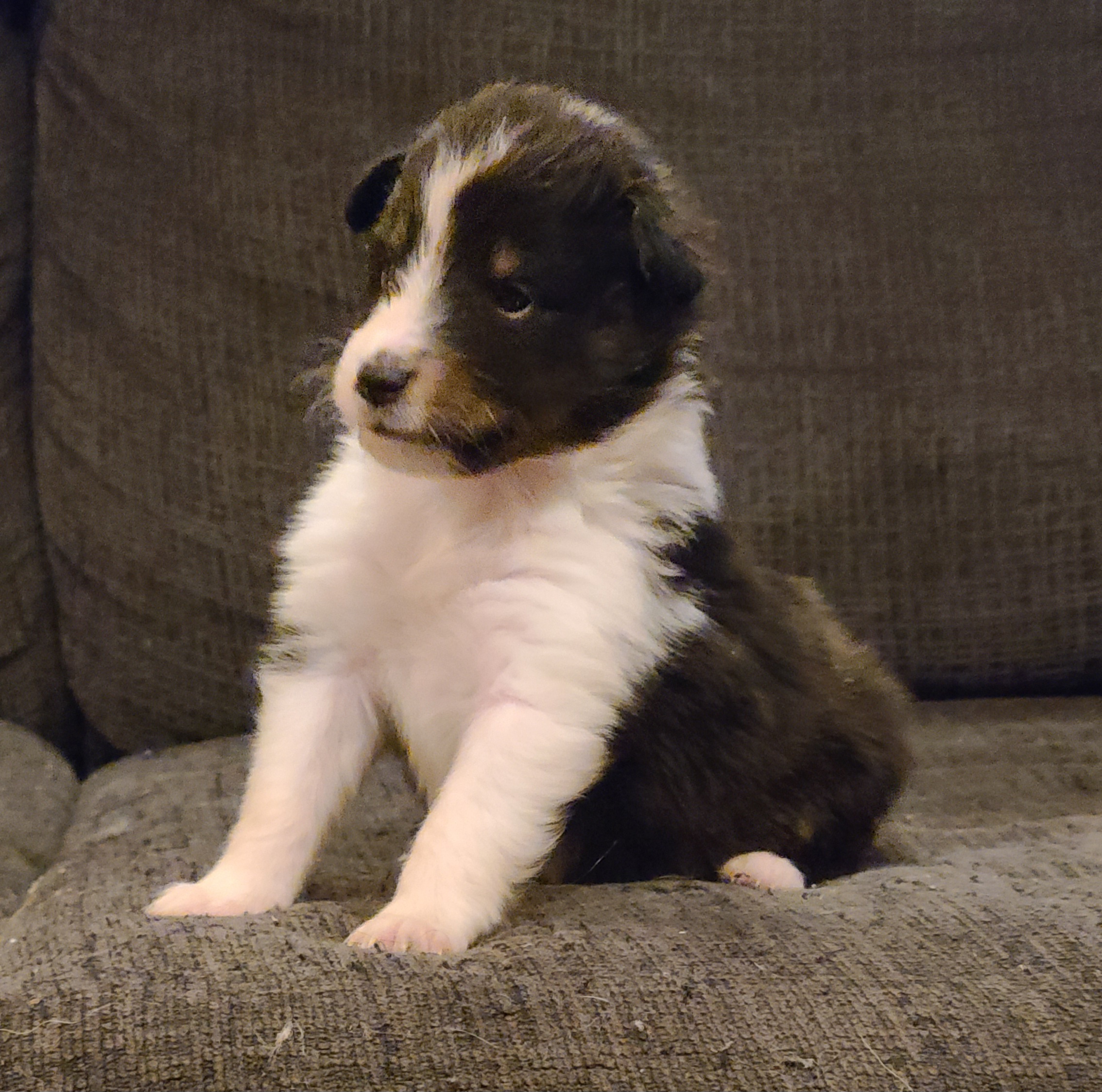 Shetland Sheepdog Puppies from Henotic Homestead's Shetland Sheepdogs