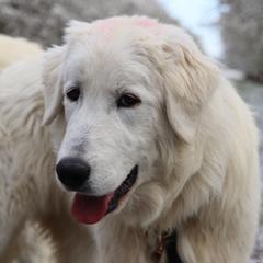 Daisy - Maremma Sheepdog puppy in Kings County, California from Prancing Pony Farm Maremma Sheepdogs