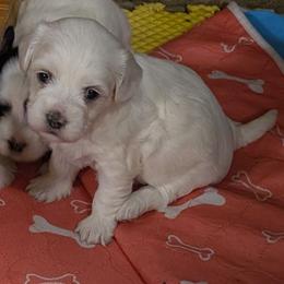 Lucy - White female Coton de Tulear puppy in Mead, Oklahoma from Bar W Cotons