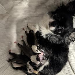 Chihuahua puppies from Clan Cordovathone