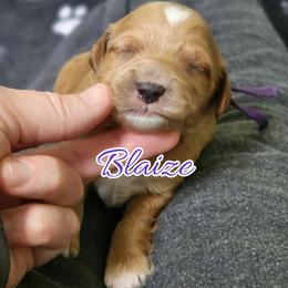 Blaize - Apricot male Goldendoodle puppy in Humboldt, Minnesota from Sister Doodles