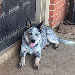 Ruby - Australian Cattle Dog