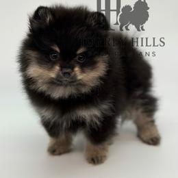 Titus - Black and tan male Pomeranian puppy in Redlands, California from Torrey Hills Poms