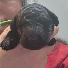 Kody - Blue male Poodle puppy in Huntsville, Alabama from Pandora
