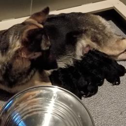 Mable - Black and tan female German Shepherd puppy in Nye, Montana from Duke AKC Shepherds