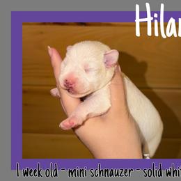 Hilary - White female Miniature Schnauzer puppy in Falcon, Missouri from The Way Dog Breeding