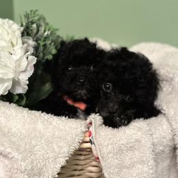 Poodle All Grown Up from Parti-Pawz