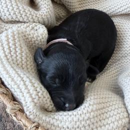 Ava - Black and white female Aussiedoodle puppy in Davie, Florida from Miami Mini Doodles